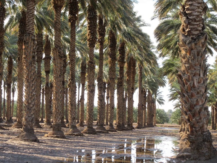 Imperial Valley Palm Trees, FEbruary 2017