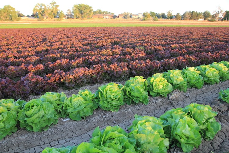 lettuce field, near Brighton, 2021/photo by Allen Best