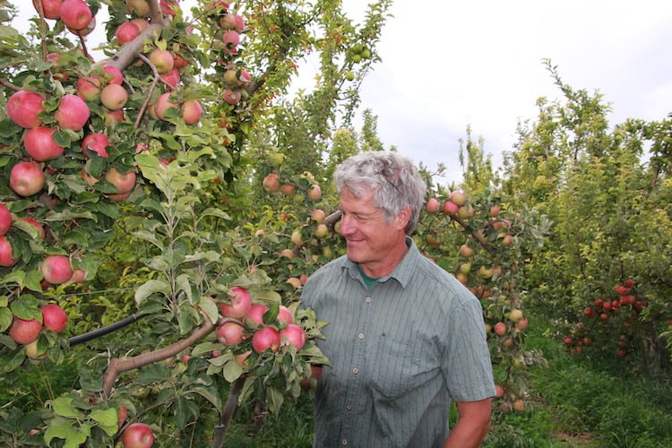Steve Ela, apples, Hotchkiss, September 2017. Photo/Allen Best