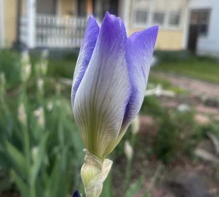 Early flowers again this year. That’s good, right?