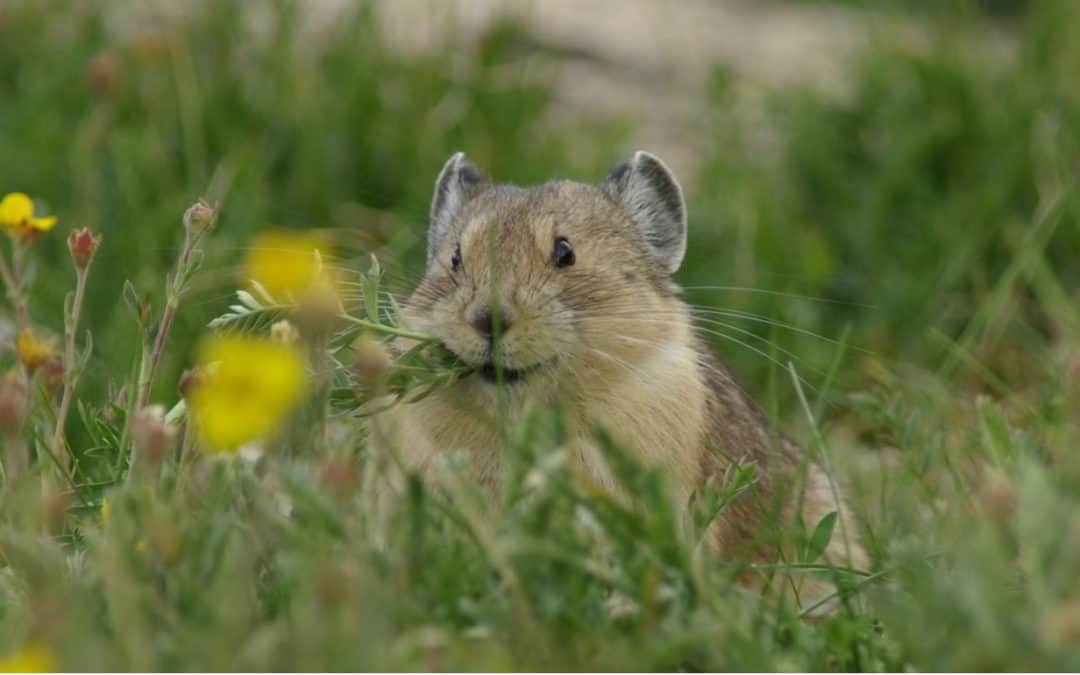 A troubling climate change for this alpine critter